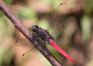 Orthetrum pruinosum, Pink Skimmer